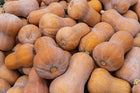 Harvest pile of whole Honeynut squash, small tan butternut-shaped fruits with pale ribbing
