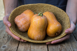 Honeynut squash mini butternut variety with deep orange skin