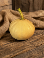 Doran Round squash on burlap showing its round, slightly ribbed shape - vine borer resistant moschata variety