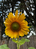 Yellow sunflowers in the garden