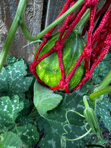 Seminole pumpkin seeds heat-tolerant heirloom - seeds detail