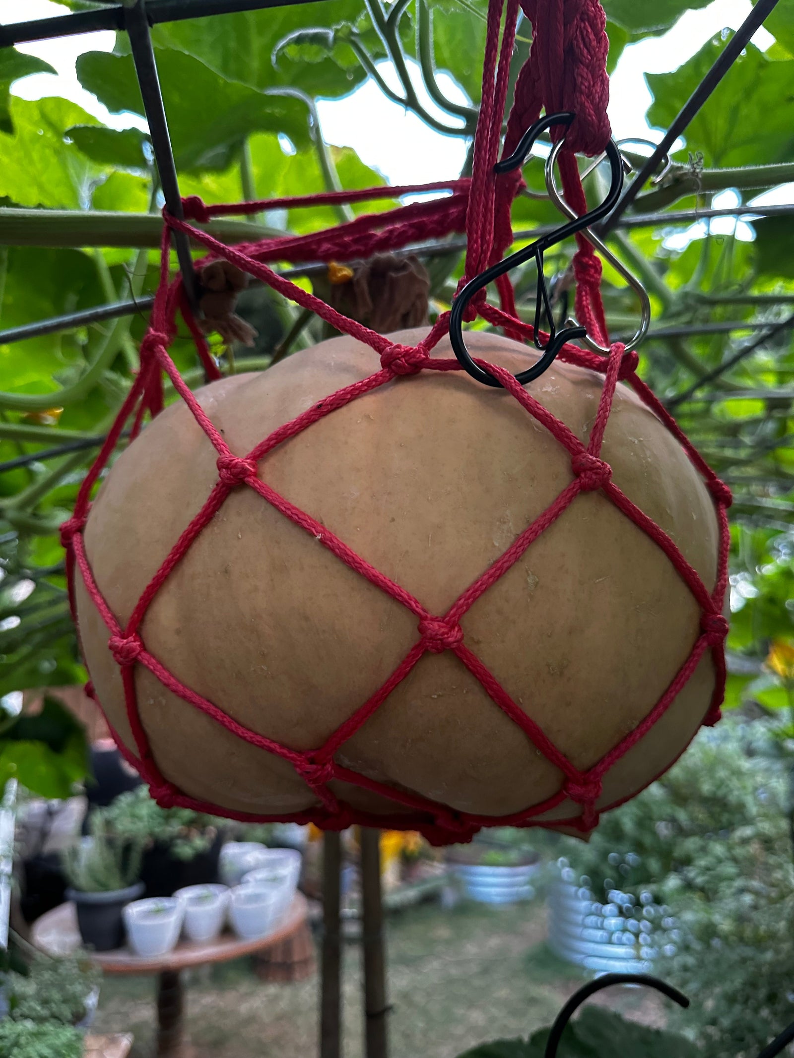 Long Island Cheese Pumpkin Seeds – Heirloom Cucurbita moschata mature fruit