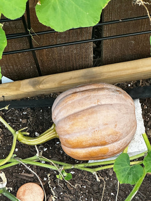 Autumn Frost F1 Pumpkin Seeds close-up
