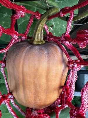 Autumn Frost F1 Pumpkin Seeds seeds detail