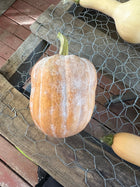 Autumn Frost F1 Pumpkin Seeds growing in garden