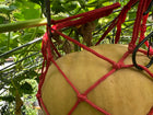 Long Island Cheese Pumpkin Seeds – Heirloom Cucurbita moschata variety comparison