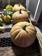 Long Island Cheese Pumpkin Seeds – Heirloom Cucurbita moschata seeds detail