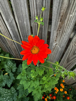 Kansas heirloom pumpkin seeds variety collection