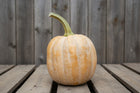 Autumn Frost F1 pumpkin, a single whole fruit with frosted tan and orange ribbing and a curved green stem, on weathered wood