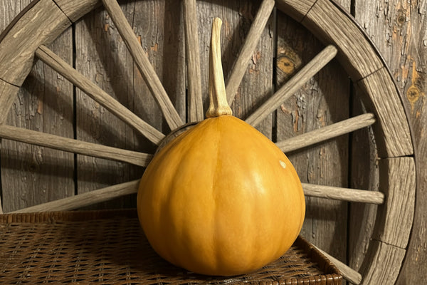 Seminole pumpkin seeds heat-tolerant heirloom - growing in garden