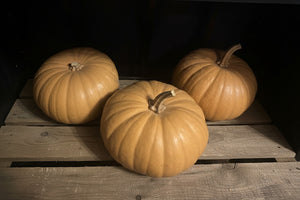 Long Island Cheese Pumpkin Seeds – Heirloom Cucurbita moschata harvested