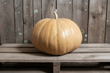 Long Island Cheese heirloom pumpkin seeds Kansas - seeds detail