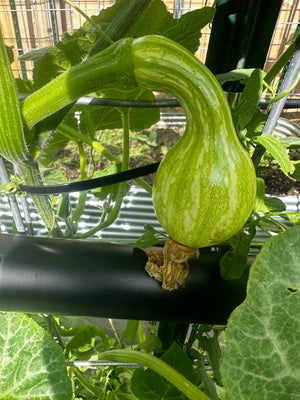 Young green Tahitian Melon squash with a curved neck developing on a cattle panel trellis