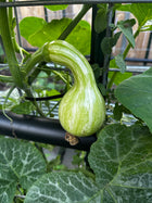 Immature green-striped Tahitian Melon squash forming on the vine, heirloom Cucurbita moschata