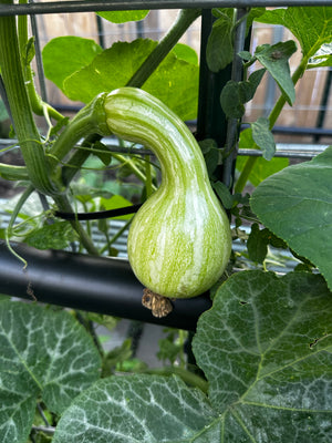 Immature green-striped Tahitian Melon squash forming on the vine, heirloom Cucurbita moschata