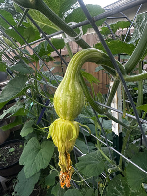 Tahitian Melon squash fruit with spent yellow blossom hanging from a trellised vine