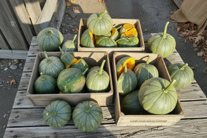 Jamaican Tropical Pumpkin Caribbean heirloom vine borer resistant