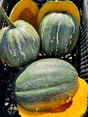 Jamaican Tropical Pumpkin Caribbean heirloom vine borer resistant