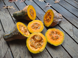 Jamaican Tropical pumpkin Caribbean calabaza variety for soups and stews