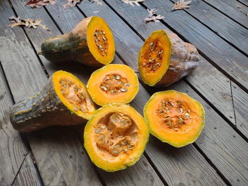 Jamaican Tropical pumpkin Caribbean calabaza variety for soups and stews