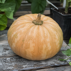 La Estrella F1 tropical pumpkin - ripe buff-orange fruit on a garden table - heat tolerant moschata hybrid