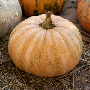 La Estrella F1 Calabasa pumpkin - tan fruit in an autumn harvest display - Cucurbita moschata seeds