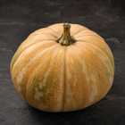 La Estrella F1 tropical pumpkin, squat round fruit mottled orange and green on dark slate, heat-tolerant Cucurbita moschata hybrid