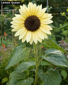 Lemon Queen sunflower - pale yellow pollinator variety