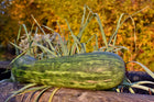 Lungo de Napoli squash - one mature fruit on a wooden rail in golden evening light - Italian heirloom Cucurbita moschata