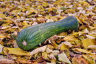 Lungo de Napoli squash - single long green striped fruit resting on fallen autumn leaves - Italian heirloom Cucurbita moschata
