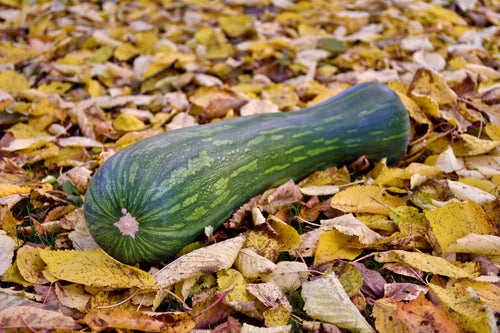 Lungo de Napoli squash - single long green striped fruit resting on fallen autumn leaves - Italian heirloom Cucurbita moschata