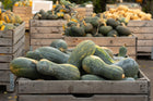 Lungo de Napoli squash - harvest crate stacked with long green striped fruit at market - Italian heirloom Cucurbita moschata