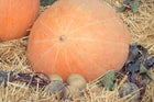 Large pale-orange Magdalena Big Cheese squash on straw beside root vegetables and dark leaves