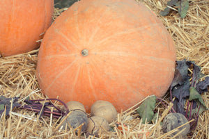 Magdalena Big Cheese squash seeds heirloom Cucurbita moschata