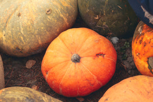 Magdalena Big Cheese squash seeds heirloom Cucurbita moschata