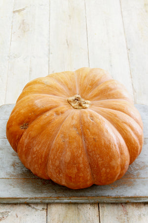 Magdalena Big Cheese squash seeds heirloom Cucurbita moschata
