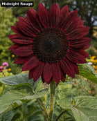 Midnight Rouge sunflower - near-black petals open-pollinated variety