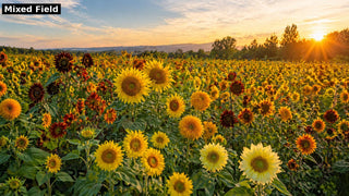 Sunshine Field Mix sunflower field - 9-variety blend at golden hour