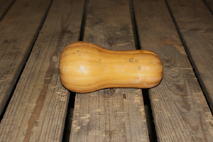 Cucurbita moschata squash variety growing in garden