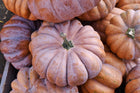 Musquee de Provence heirloom pumpkin whole fruit - deeply ribbed French heirloom squash
