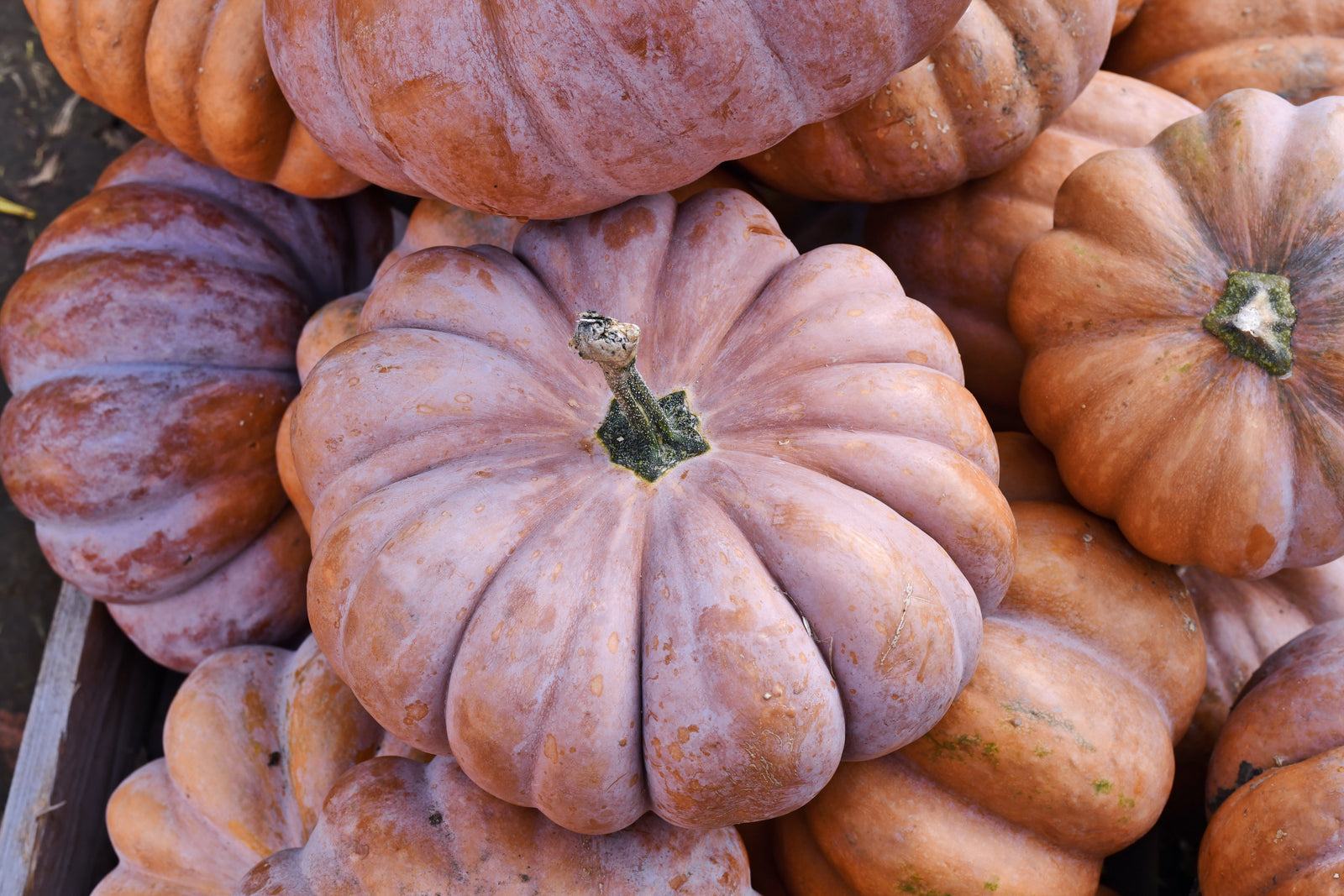 Musquee de Provence heirloom pumpkin whole fruit - deeply ribbed French heirloom squash