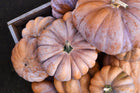 Musquee de Provence pumpkin seeds - French heirloom squash from Autumn Prairie Pumpkins
