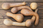 Tromboncino Italian climbing zucchini squash with long curved shape