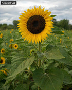 Peredovik sunflower - Russian oilseed type for birds and pollinators