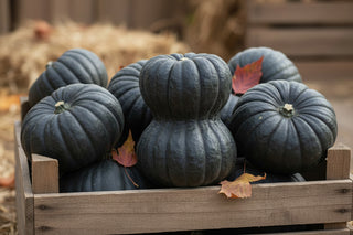 Dark green ribbed Shishigatani squash in a wooden crate with fallen autumn leaves