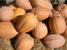 Dickinson pumpkin, the original Libby's pie pumpkin with tan skin