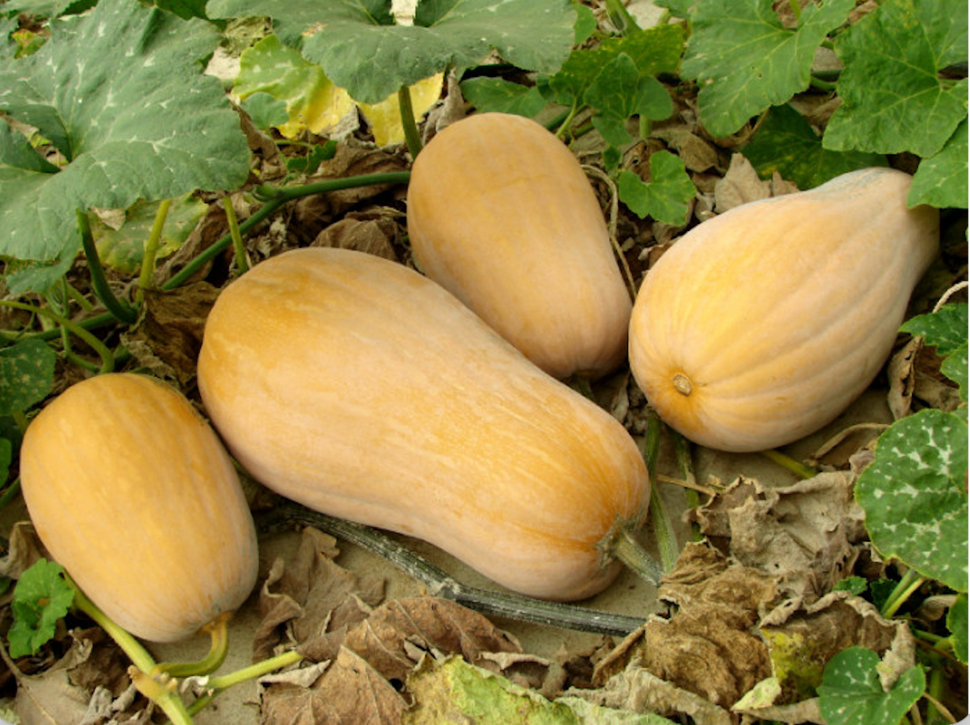 Mrs Amersons pumpkin - heirloom pie pumpkins ripening on vine - Southern heirloom squash