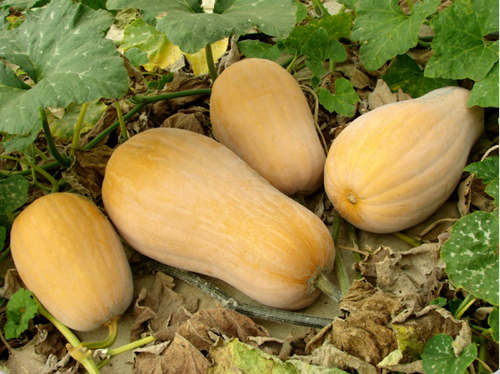 Mrs Amersons pumpkin - heirloom pie pumpkins ripening on vine - Southern heirloom squash