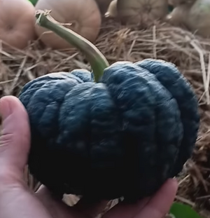 Black Futsu squash seeds packet - rare heirloom variety