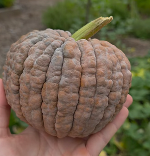Black Futsu squash - dark textured Japanese heirloom